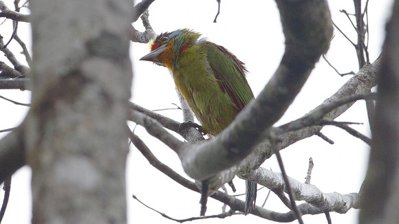 Black-browed Barbet (Megalaima oorti)