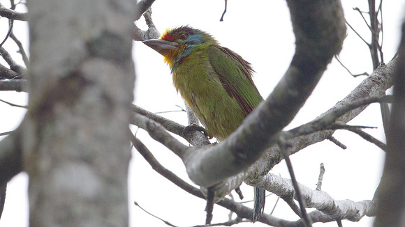 Black-browed Barbet (Megalaima oorti)