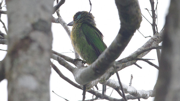 Black-browed Barbet (Megalaima oorti)