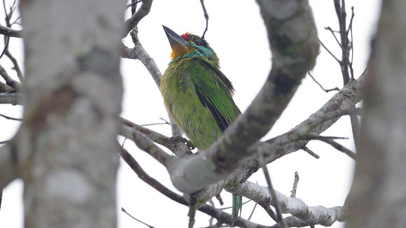 Black-browed Barbet (Megalaima oorti)