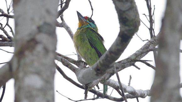 Black-browed Barbet (Megalaima oorti)