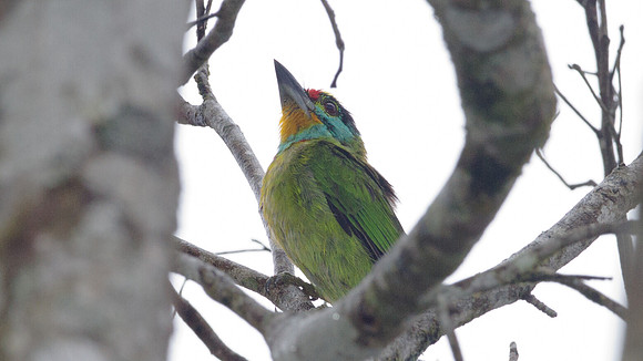 Black-browed Barbet (Megalaima oorti)