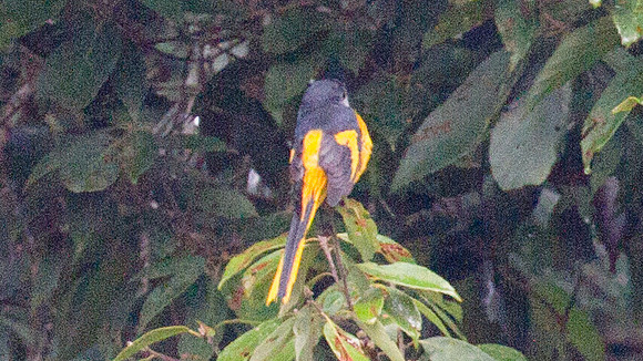 Grey-chinned Minivet (Pericrocotus solaris) female