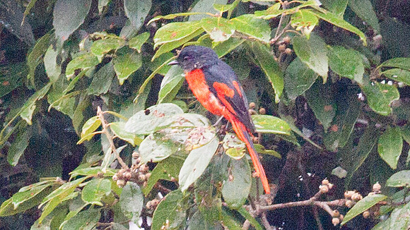 Grey-chinned Minivet (Pericrocotus solaris) male