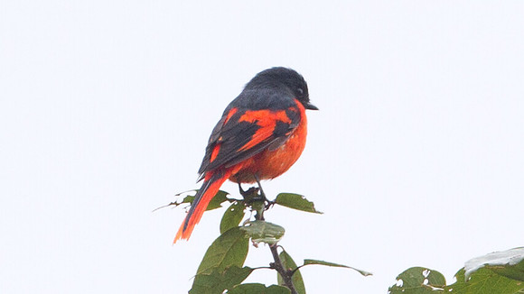 Grey-chinned Minivet (Pericrocotus solaris) male