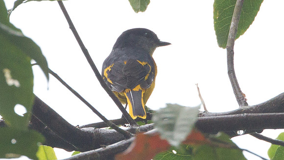 Grey-chinned Minivet (Pericrocotus solaris) female