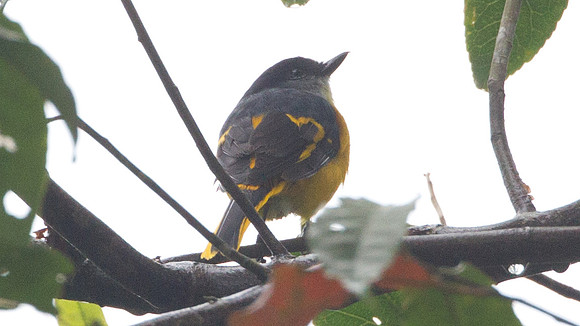 Grey-chinned Minivet (Pericrocotus solaris) female