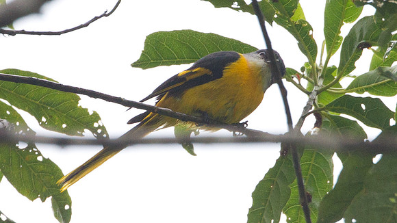 Grey-chinned Minivet (Pericrocotus solaris) female