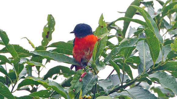 Grey-chinned Minivet (Pericrocotus solaris) male