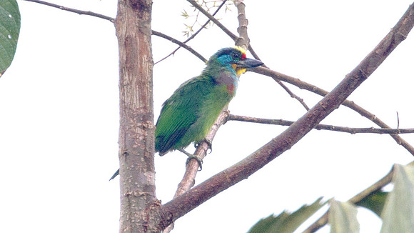 Black-browed Barbet (Megalaima oorti)