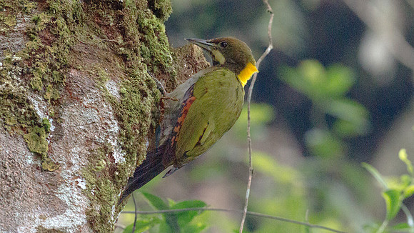 Greater Yellownape (Picus flavinucha)
