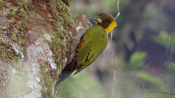 Greater Yellownape (Picus flavinucha)