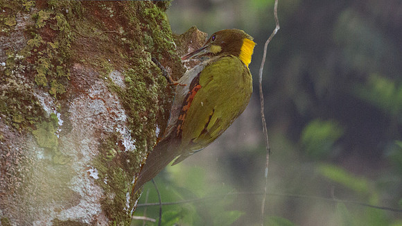 Greater Yellownape (Picus flavinucha)