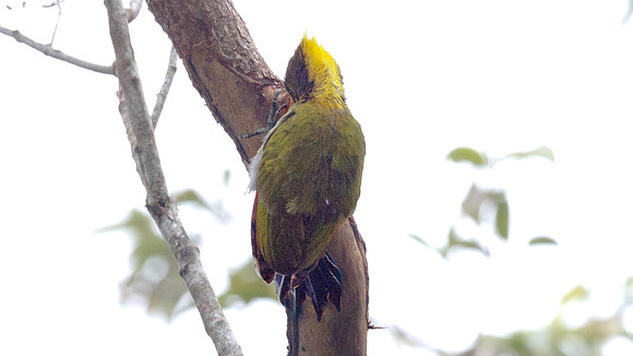 Greater Yellownape (Picus flavinucha)