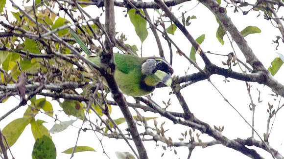 Fire-tufted Barbet (Psilopogon pyrolophus)