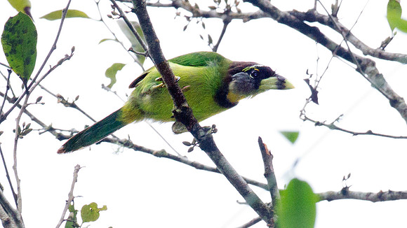 Fire-tufted Barbet (Psilopogon pyrolophus)