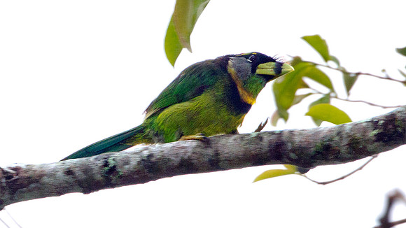 Fire-tufted Barbet (Psilopogon pyrolophus)