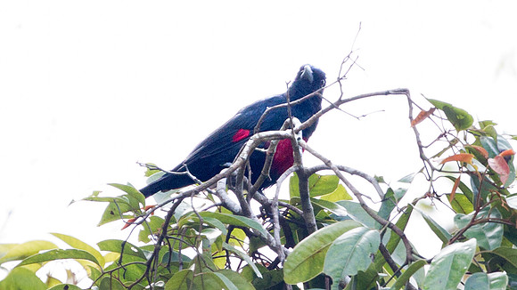 Black-and-crimson Oriole (Oriolus cruentus)