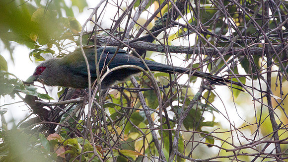 Green-billed Malkoha (Rhopodytes tristis)