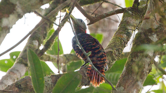 Bay Woodpecker (Blythipicus pyrrhotis)