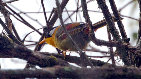 Silver-eared Mesia (Leiothrix argentauris)