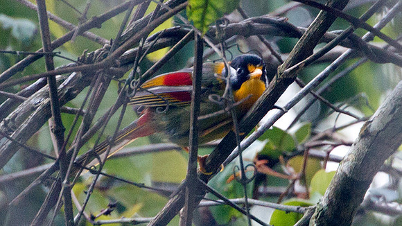 Silver-eared Mesia (Leiothrix argentauris)