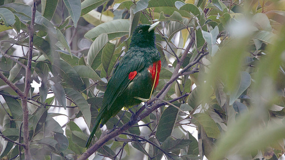 Black-and-crimson Oriole (Oriolus cruentus)