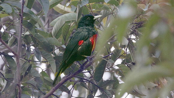 Black-and-crimson Oriole (Oriolus cruentus)