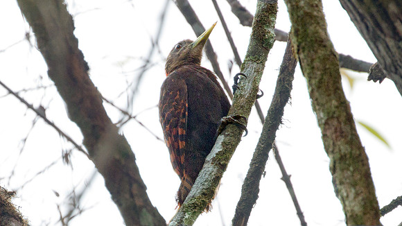 Bay Woodpecker (Blythipicus pyrrhotis)
