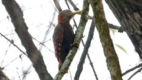 Bay Woodpecker (Blythipicus pyrrhotis)