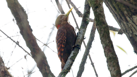 Bay Woodpecker (Blythipicus pyrrhotis)
