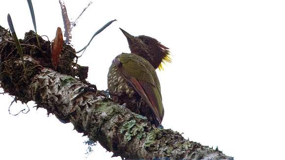 Lesser Yellownape (Picus chlorophaeus)