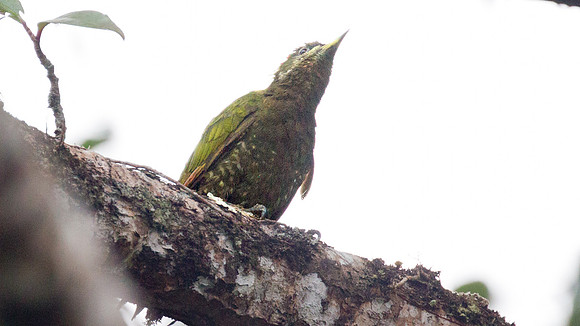 Lesser Yellownape (Picus chlorophaeus)