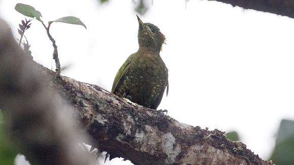 Lesser Yellownape (Picus chlorophaeus)