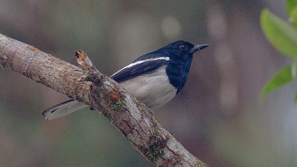 Oriental Magpie-Robin (Copsychus saularis)
