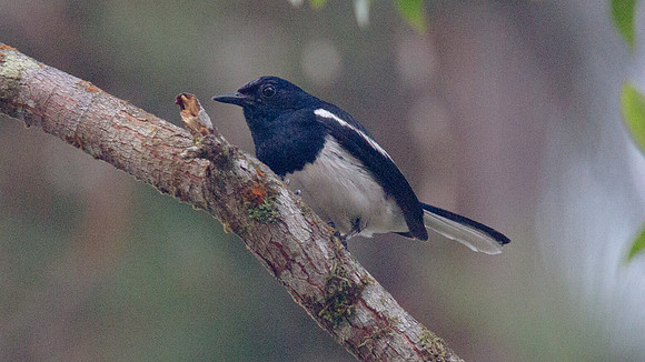 Oriental Magpie-Robin (Copsychus saularis)