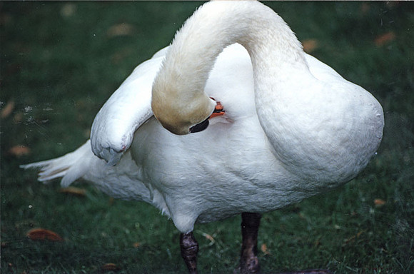 Mute Swan (Cygnus olor)