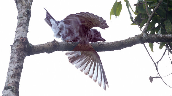 Javan Cuckooshrike (Coracina javensis)