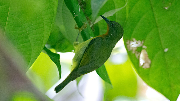 Rubycheek (Cinnyris afer)