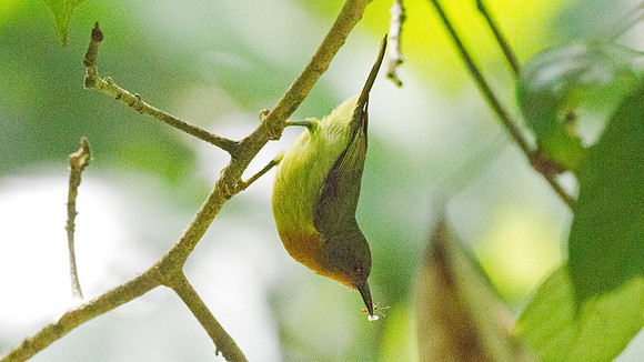 Rubycheek (Cinnyris afer)