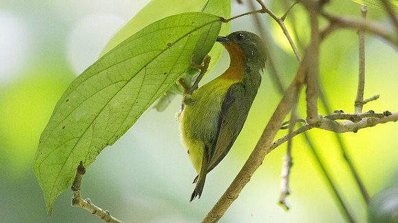 Rubycheek (Cinnyris afer)