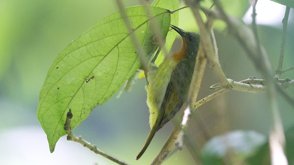 Rubycheek (Cinnyris afer)