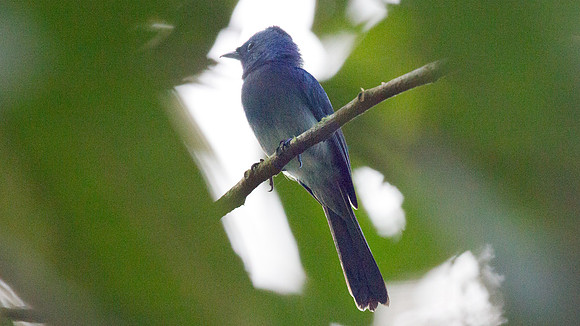 Black-naped Monarch (Hypothymis azurea)