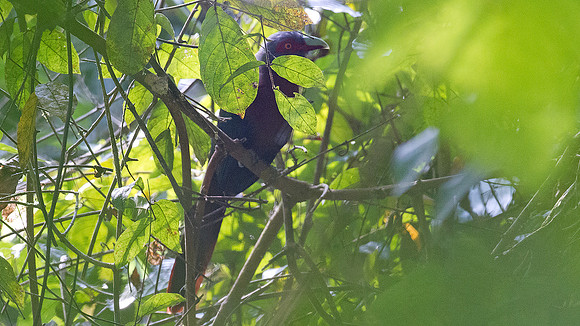 White-bellied Epornis (Erpornis zantholeuca)