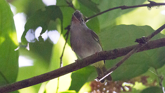 White-bellied Epornis (Erpornis zantholeuca)