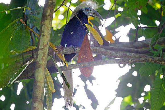 White-crowned Hornbill (Berenicornis comatus)