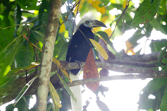 White-crowned Hornbill (Berenicornis comatus)
