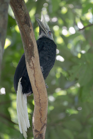White-crowned Hornbill (Berenicornis comatus)