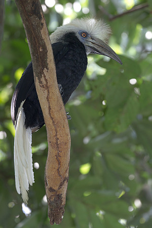 White-crowned Hornbill (Berenicornis comatus)