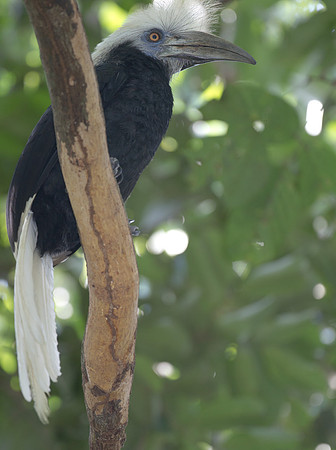 White-crowned Hornbill (Berenicornis comatus)